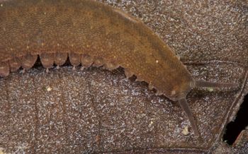Media type: image; Invertebrate Zoology 131441